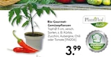 Bio-Gourmet-Gemüsepflanzen Angebote bei BayWa Bau- und Gartenmärkte Würzburg für 3,99 €