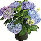Hortensie im Angebot bei Zimmermann in Wunstorf Hortensie Angebote bei Zimmermann Wunstorf für 10,99 €