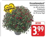 Chrysanthemenbusch im Angebot bei EDEKA in Amberg Chrysanthemenbusch Angebote bei EDEKA Amberg für 3,99 €