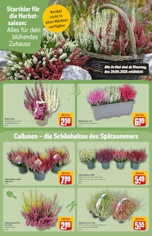 Blumentopf im REWE Prospekt "Dein Markt" mit 36 Seiten (Hildesheim)