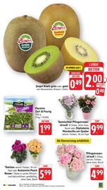 Aktueller EDEKA Prospekt mit Pflanzen, "Aktuelle Angebote", Seite 4