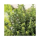 Botanic Démouville - Promo Euonymus japonicus microphyllius vert en pot de 3 L Promo Euonymus japonicus microphyllius vert en pot de 3 L à 11,66 € dans le catalogue Botanic à Démouville