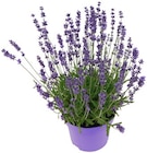 Aktuelle Blumen Angebote bei REWE in Siegen (Universitätsstadt) Aktuelles Lavendel Angebot bei REWE in Siegen (Universitätsstadt) ab 1,99 €