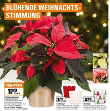 Weihnachtsstern oder Übertopf bei OBI in Offenbach Weihnachtsstern oder Übertopf im Angebot bei OBI Offenbach