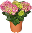 Hortensienbusch im Angebot bei Netto Marken-Discount in Troisdorf Hortensienbusch Angebote bei Netto Marken-Discount Troisdorf für 9,99 €