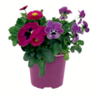 Aktuelles Frühlingsmix Angebot bei toom Baumarkt in Solingen (Klingenstadt) ab 3,79 €