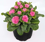 Hagebaumarkt Ditzingen Prospekt mit  im Angebot für 3,99 €