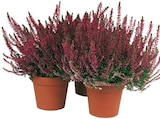 Calluna Garden Girls für 1,79 € bei REWE im Angebot Calluna Garden Girls im aktuellen REWE Prospekt