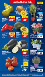 Palme Angebot & Preis im aktuellen Lidl Prospekt Palme Angebot im aktuellen Lidl Prospekt auf Seite 5