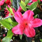 Promo Photinia 'Carré Rouge' à 5,99 € dans le catalogue Truffaut à Mantes-la-Jolie