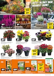 Blumenerde im OBI Prospekt in Fürth Aktueller OBI Prospekt mit Blumenerde, "SUPER DEALS IM OKTOBER!", Seite 3