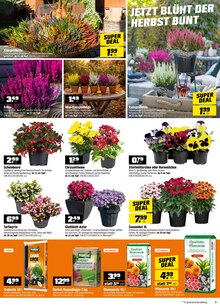 Blumenerde im OBI Prospekt "SUPER DEALS IM OKTOBER!" mit 16 Seiten (Fürth)