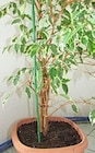 Bambus-Blumenstab im Angebot bei Thomas Philipps in Koblenz Bambus-Blumenstab Angebote bei Thomas Philipps Koblenz für 0,49 €