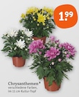 Chrysanthemen Angebote bei tegut Frankfurt für 1,99 €