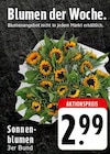 EDEKA Herten - Sonnenblumen Angebot im Prospekt Sonnenblumen bei EDEKA im Herten Prospekt für 2,99 €