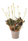 Erdorchidee Ludisia discolor für 5,99 € bei Netto mit dem Scottie im Angebot Erdorchidee Ludisia discolor im aktuellen Netto mit dem Scottie Prospekt
