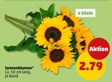 Sonnenblumen  im aktuellen Penny Prospekt für 2,79 €