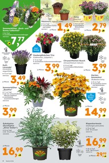 Hortensie im Globus-Baumarkt Prospekt "Immer eine Idee besser" mit 17 Seiten (Dresden)