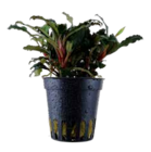 Bucephalandra sp. Red für 4,99 € bei Pflanzen Kölle im Angebot Bucephalandra sp. Red im aktuellen Pflanzen Kölle Prospekt