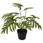 KUNSTBLUME im Angebot bei XXXLutz Möbelhäuser in Neubrandenburg KUNSTBLUME Angebote von XXXL bei XXXLutz Möbelhäuser Neubrandenburg für 9,99 €