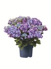 Gartenhortensien Angebot in Ritterhude Gartenhortensien im aktuellen Prospekt bei Lidl in Ritterhude