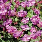 Géranium macrorrhizum - Le pot de 9 x 9 cm - BOTANIC® - Botanic à Lyon Géranium macrorrhizum - Le pot de 9 x 9 cm - BOTANIC® en promo chez Botanic Lyon à 3,99 €