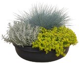Herbstschale im Angebot bei REWE in Gießen Herbstschale Angebote bei REWE Gießen für 5,55 €
