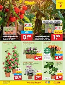 Blumen im Netto Marken-Discount Prospekt "Aktuelle Angebote" mit 61 Seiten (Hamburg)