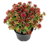 Thomas Philipps - Sedum „Rosen-teppich“ Angebot im Prospekt Sedum „Rosen-teppich“ bei Thomas Philipps im Prospekt "" für 1,99 €
