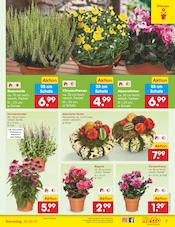 Blumen im Netto Marken-Discount Prospekt in Dachau Aktueller Netto Marken-Discount Prospekt mit Blumen, "Aktuelle Angebote", Seite 7