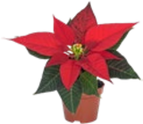 Mini-Weihnachtsstern Weiß bei Kaufland im Osterode Prospekt für 1,29 €