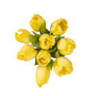 Tulpen Angebote bei Lidl Lutherstadt Wittenberg für 2,22 €