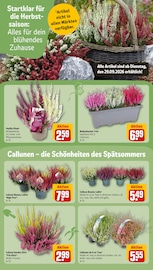 Ähnliche Poolzubehör Angebote im Prospekt "Dein Markt" von REWE in Gütersloh Ähnliche Angebote wie Poolzubehör im Prospekt "Dein Markt" auf Seite 14 von REWE in Gütersloh