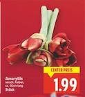 Amaryllis im aktuellen E center Prospekt