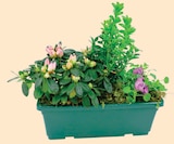 Composition 3 Plantes Jardinière 30 cm en promo chez Intermarché Hyper Pau à 13,99 €
