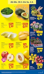 Geranie Angebot & Preis im aktuellen Lidl Prospekt Geranie Angebot im aktuellen Lidl Prospekt auf Seite 9