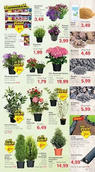 Kirschlorbeer im Jawoll Prospekt "Sonderposten-Märkte" mit 16 Seiten (Düsseldorf)