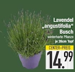 Lavendel 'angustifolia' Busch von  im aktuellen EDEKA Prospekt für 14,99 €