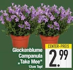 Glockenblume Campanula 'Take Mee' im EDEKA Prospekt Glockenblume Campanula 'Take Mee' von im aktuellen EDEKA Prospekt für 2,99 €