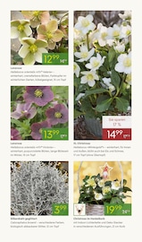 Stauden im Pflanzen Kölle Prospekt in Sindelfingen Aktueller Pflanzen Kölle Prospekt mit Stauden, "ADVENT ADVENT", Seite 9