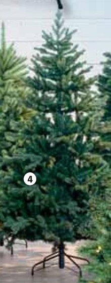 Weihnachtsbaum 'Blau Forest Frost' Angebot in Vechelde im aktuellen Prospekt bei BAUHAUS in Vechelde