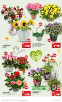 Pflanzen im Kaufland Prospekt "Aktuelle Angebote" mit 56 Seiten (Oberhausen)