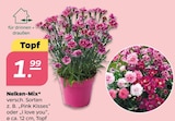 Nelken-Mix im aktuellen Netto mit dem Scottie Prospekt