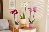 Orchidée - Carrefour à Limoges Orchidée en promo chez Carrefour Limoges à 9,99 €