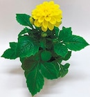 Dahlien für 1,99 € bei Netto mit dem Scottie im Angebot Dahlien im aktuellen Netto mit dem Scottie Prospekt