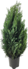 Blaue Säulenzypresse „Columnaris Glauca“ im Hornbach Prospekt Blaue Säulenzypresse „Columnaris Glauca“ von im aktuellen Hornbach Prospekt für 8,99 €