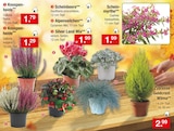 Knospenheide im Angebot bei Zimmermann in Bremerhaven Knospenheide Angebote bei Zimmermann Bremerhaven für 1,29 €