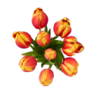 Aktuelles Tulpen Angebot bei Lidl in Koblenz ab 2,49 €