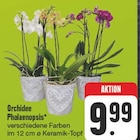 Aktuelles Orchidee Phalaenopsis Angebot bei EDEKA in Dresden ab 9,99 €