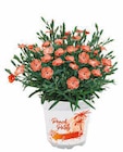 Hagebaumarkt Nackenheim - Edelnelke 'Peach Party' Angebot im Prospekt Edelnelke 'Peach Party' bei Hagebaumarkt im Nackenheim Prospekt für 2,99 €
